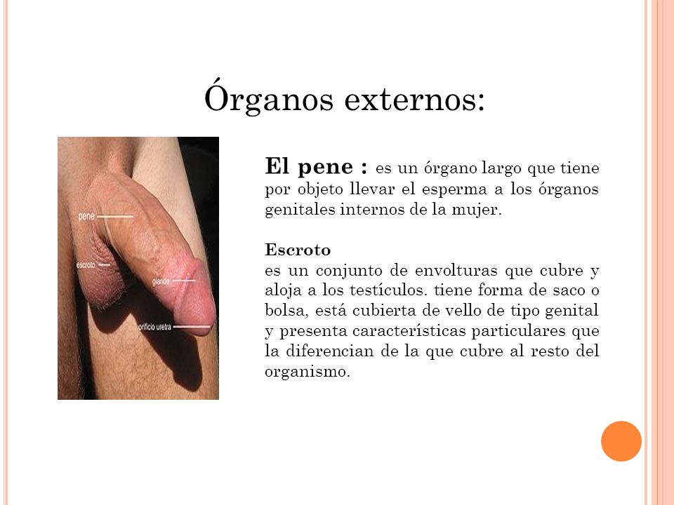 organos reproductores masculinos externos y su funcion